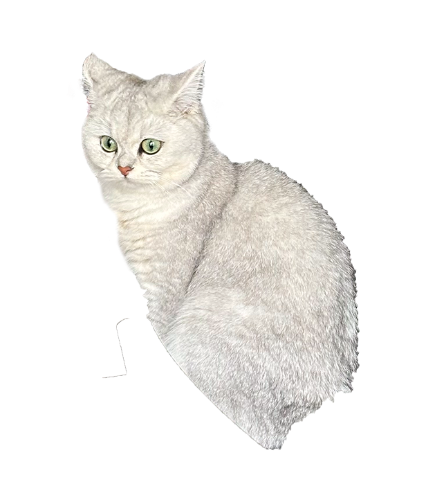 кошка